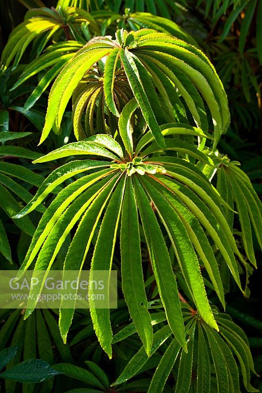 Begonia luxurians - Palm leaf Begonia
