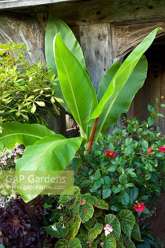 Ensete ventricosum in pot display in front of the porch at Great Dixter. Also includes Pseudopanax lessonii 'Gold Splash', Nicotiana mutabilis and Begonia scharffii