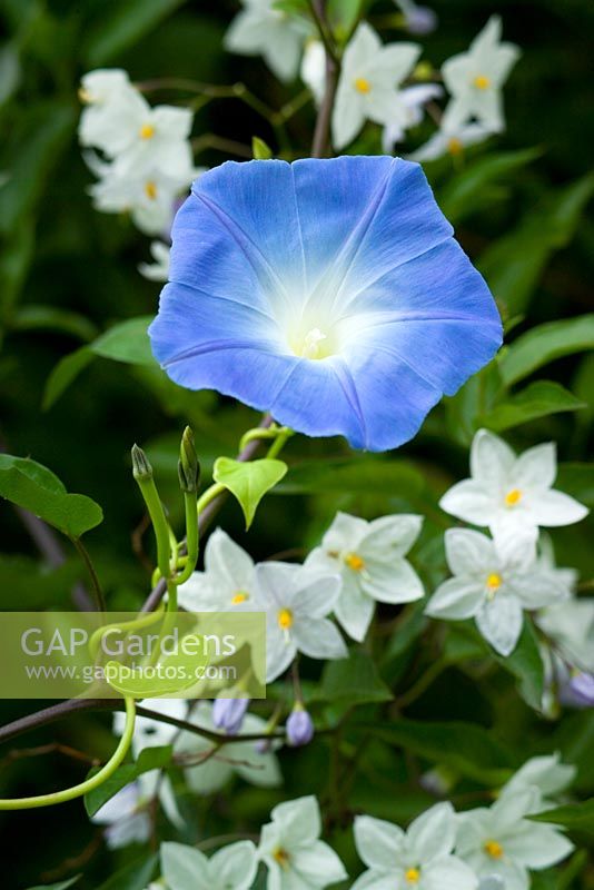 Ipomoea tricolor 'Heavenly Blue' - Morning Glory, growing with Solanum laxum syn. Solanum jasminoides in the exotic garden at Great Dixter
 