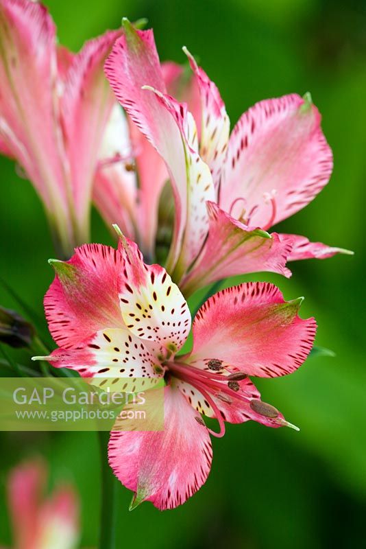 Alstroemeria 'Freedom' - Peruvian Lily