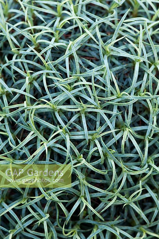 Acantholimon Armenum - Armenian Prickly Thrift plant