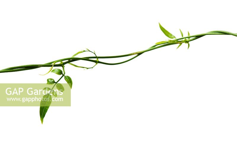 Jasminum polyanthum -  White Jasmine stem and new leaves on white background