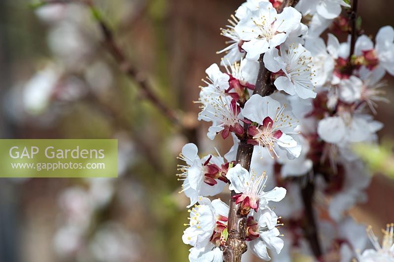 Prunus - Apricot 'Delicot flavourcot' blossom
