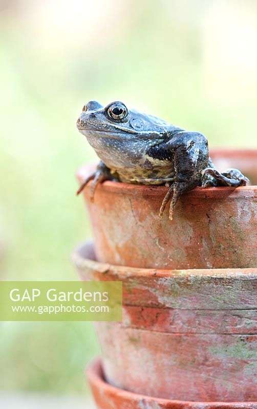 Rana Temporaria - Common garden frog appearing out of a flowerpot