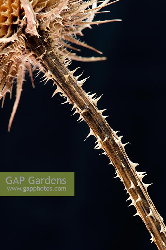 Dipsacus fullonum - Dried Teasel stem and thorns against black background
