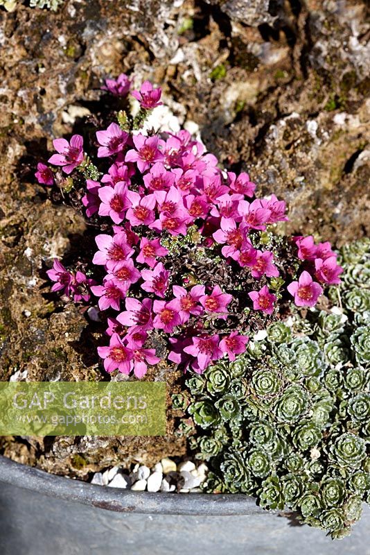 Saxifraga oppositifolia 'Theoden' growing in galvanised container