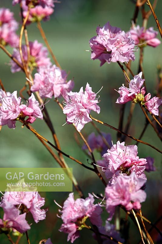 Rhododendron mucronulatum 'Cornell Pink' AGM
