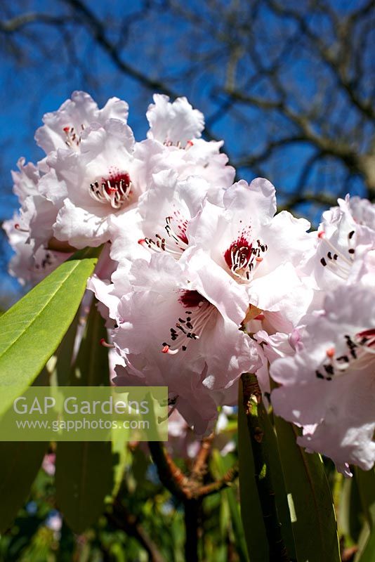Rhododendron geraldii