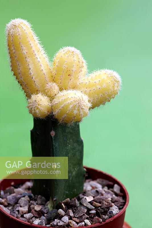 Echinopsis chamaecereus f. lutea - Yellow Peanut Cactus