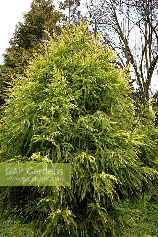 Cryptomeria japonica 'Sekkan sugi' - Japanese Cedar