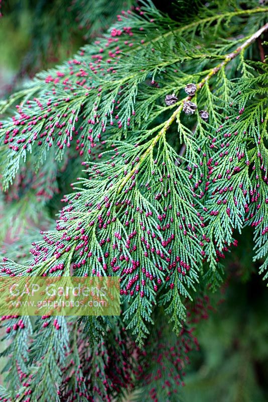 Chamaecyparis lawsoniana ' Silver Queen' with red male cones