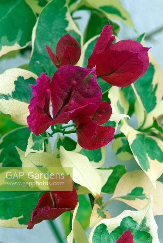 Variegated Bougainvillea flowering in a conservatory