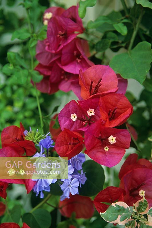 Bougainvillea 'San Diego Red' syn. 'Scarlett O'Hara' and Plumbago flowering in a conservatory