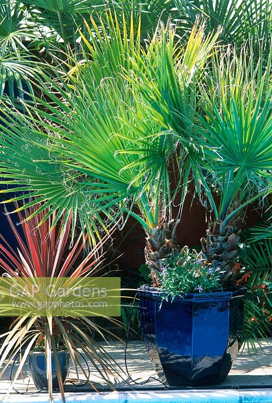 Washingtonia robusta and Cordyline 'Otter Blush' in containers