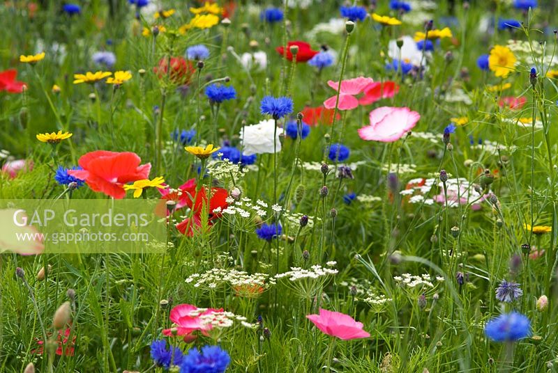 Meadow of annual wildflowers - RHS Harlow Carr
