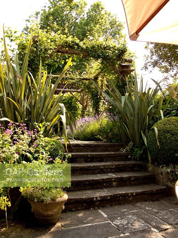 Stone steps made from york paving leading to rose pergola and Lavender lined pathway
