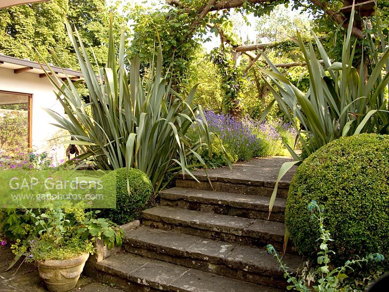 Stone steps made from york paving leading to rose pergola and lavender lined pathway