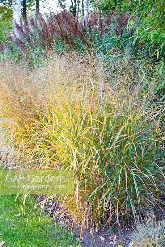 Panicum virgatum 'Rehbraun' - Switch Grass
