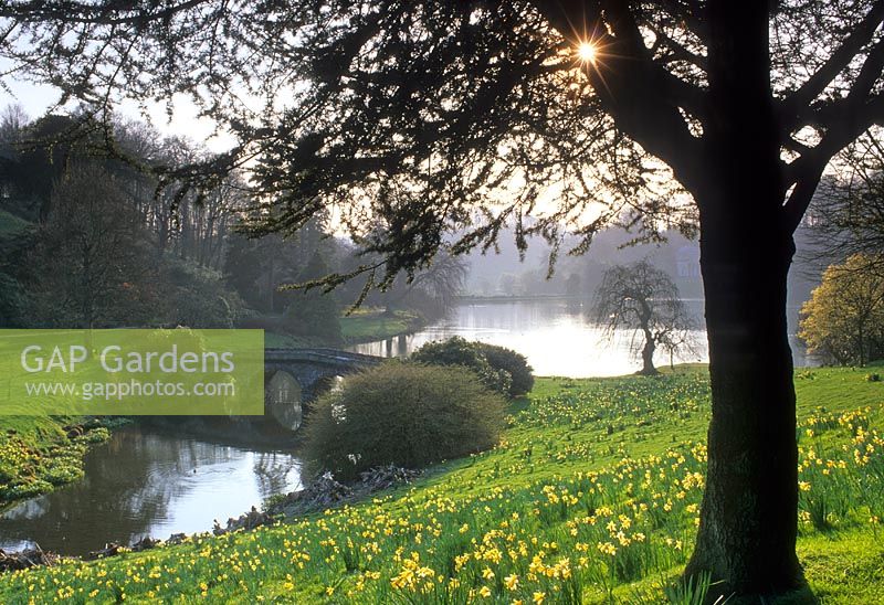 Stourhead in Spring with naturalised Narcissus - Daffodils on slope above large lake