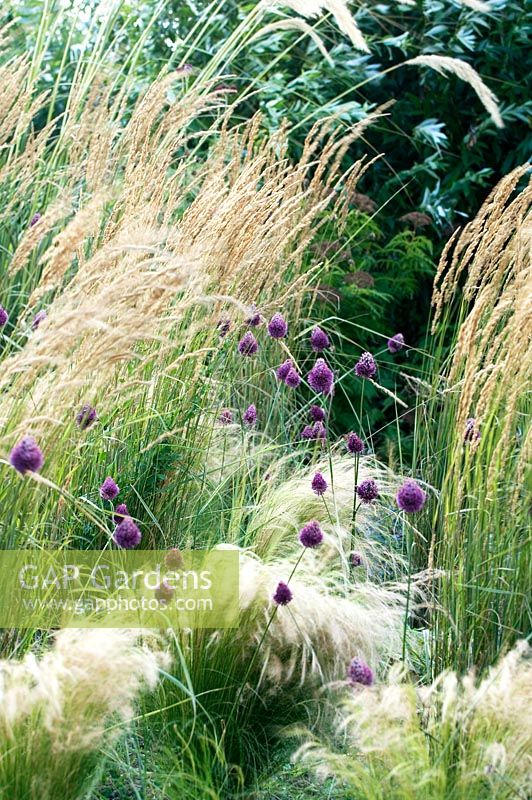 Allium and Stipa tenuissima - Feather Grass, in summer border. Rushbrooke, Suffolk, UK