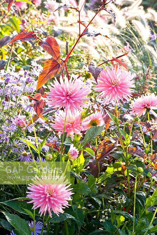 Dahlia in late summer border with Asters