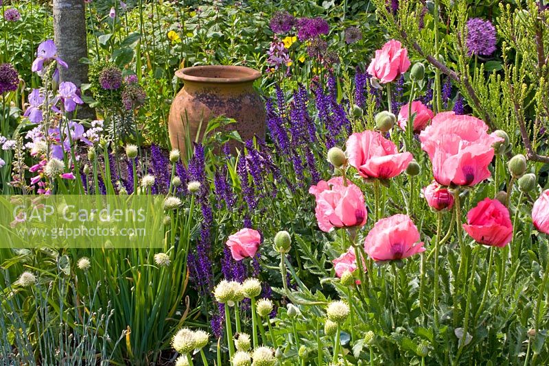 Papaver orientale 'Raspberry Queen' - Oriental Poppies, Salvia nemorosa and Iris barbata 'Susan Bliss'
 