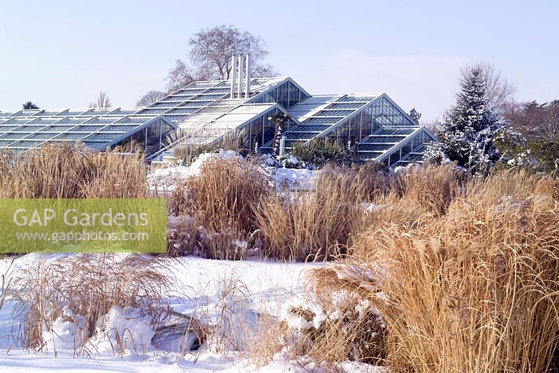 The Grass Garden with the Princess of Wales Conservatory in background -Royal Botanic Gardens, Kew in winter