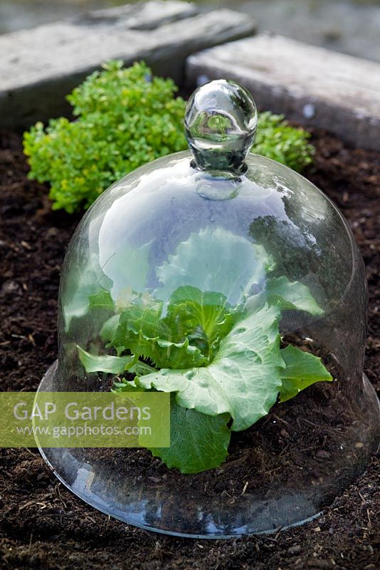 Victorian glass bell jar plant protector with lettuce plant
