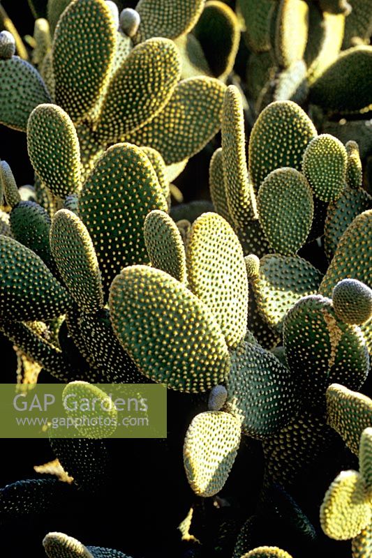 Opuntia microdasys in the Desert Garden - Huntington Botanic Garden, Los Angeles, California
