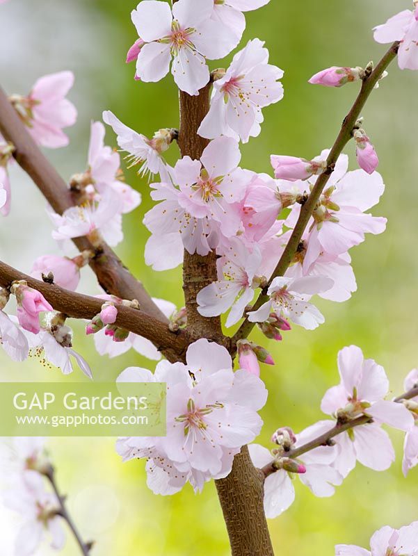 Prunus dulcis - Almond blossom