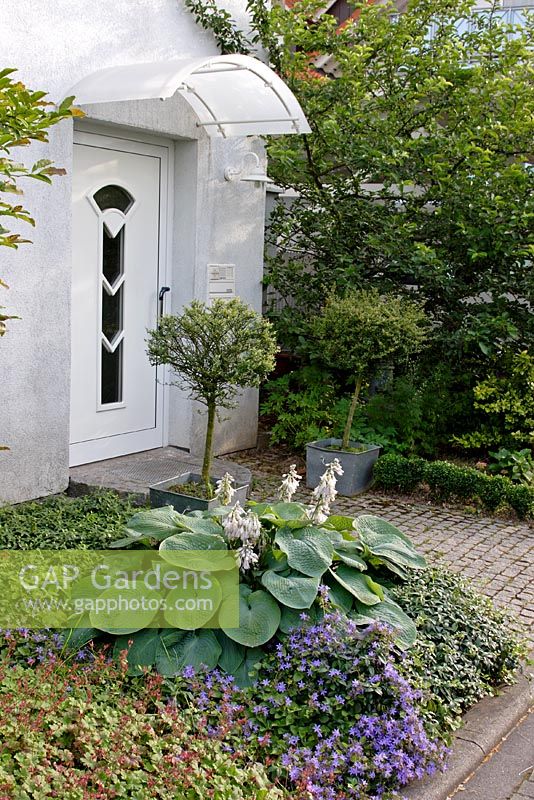 Front garden with Hostas, Campanula poscharskyana and Myrtus communis in pots either side of the door