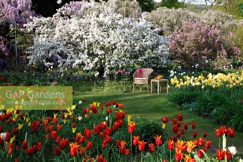 Country garden with Malus floribunda and drifts of Tulipa 'Queen of Sheba'