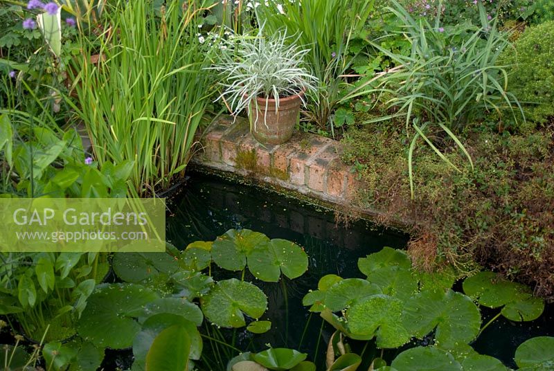 Small rectangular garden pond edged with brick and planted with Nymphaea - Water lily, Iris and Sagittaria 