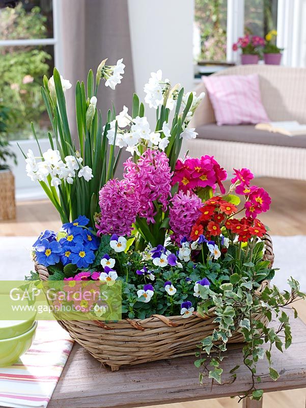 Wicker basket of Primula elatior, Primula acaulis, , Hyacinthus 'Pink Pearl', Viola cornuta Sorbet 'Coconut Duett', Narcissus 'Inbal' and Hedera - Ivy