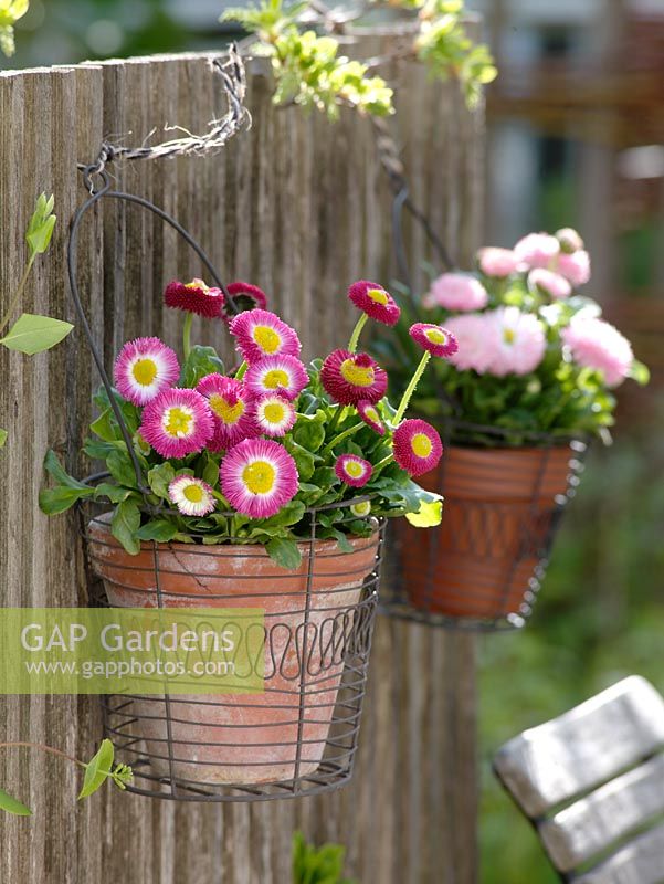 Bellis in terracotta pots hanging from a fence