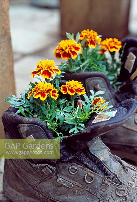 Tagetes - Marigolds in boots atBerryfields