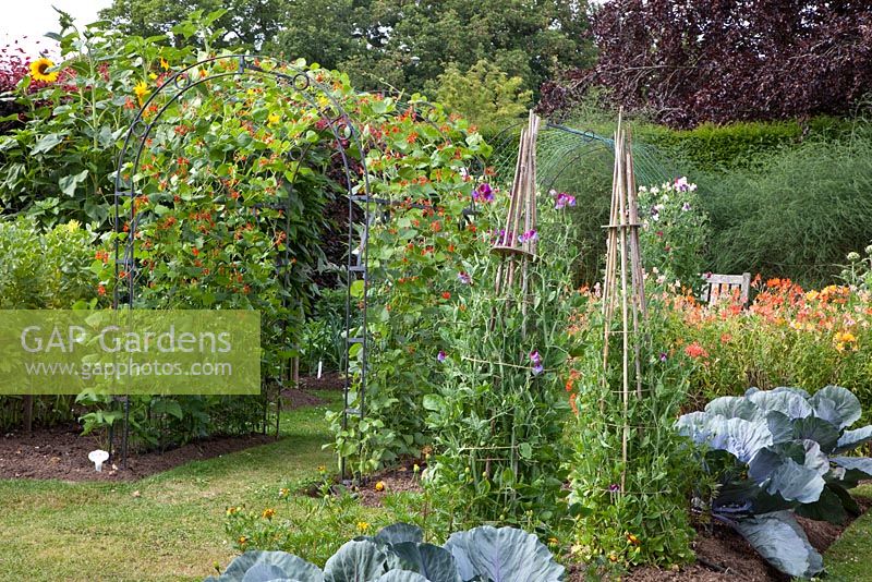 Vegetable garden with Lathyrus - Sweet Peas growing up wigwams and Phaseolus - Climbing Beans growing on arch in country garden

