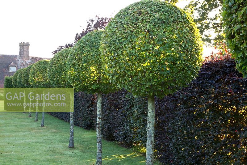 Formal garden with avenue of clipped Carpinus betulus -Hornbeam trees