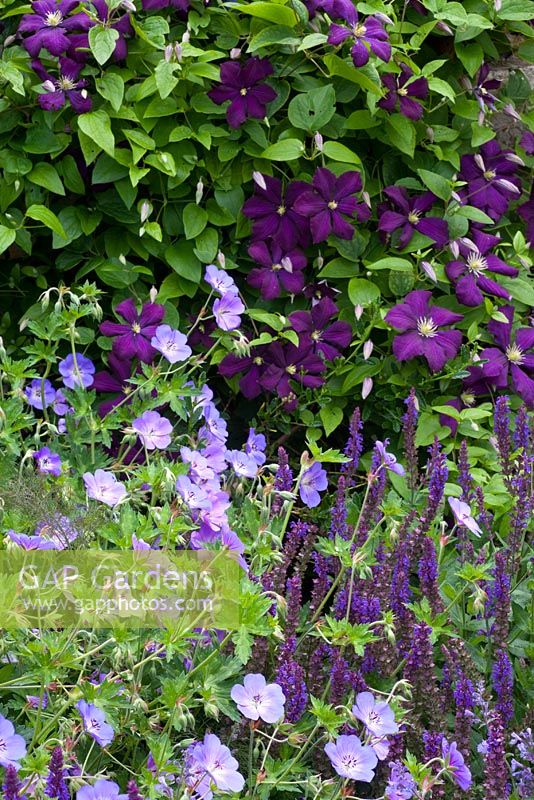 Clematis viticella 'Etoile Violette', Geranium 'Rozanne' and Salvia