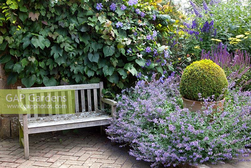 Wooden bench next to Nepeta racemosa 'Walker's Low', Salvia and clipped Buxus - Box ball in pot. Vitis and Clematis viticella 'Perle d'Azur' growing behind