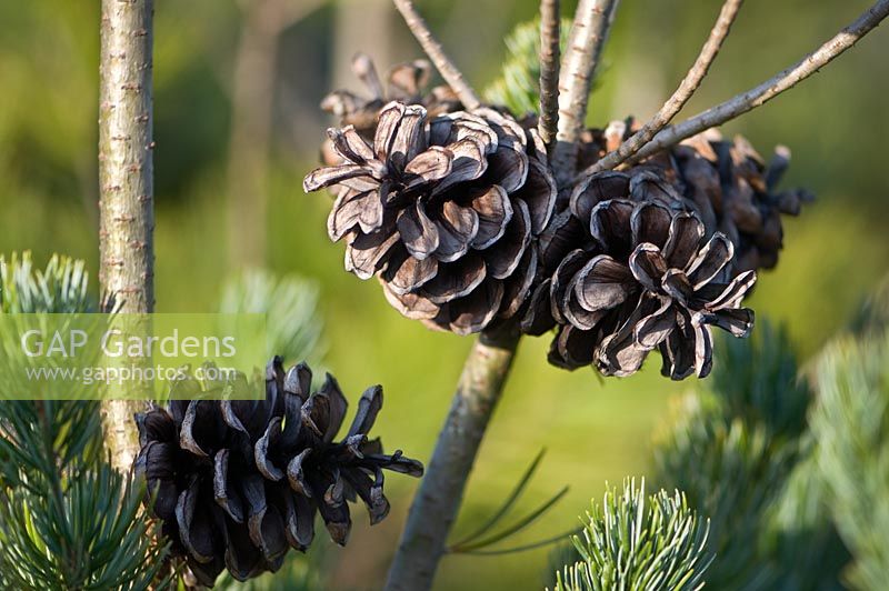 Pinus Parviflora - Japanese White Pine