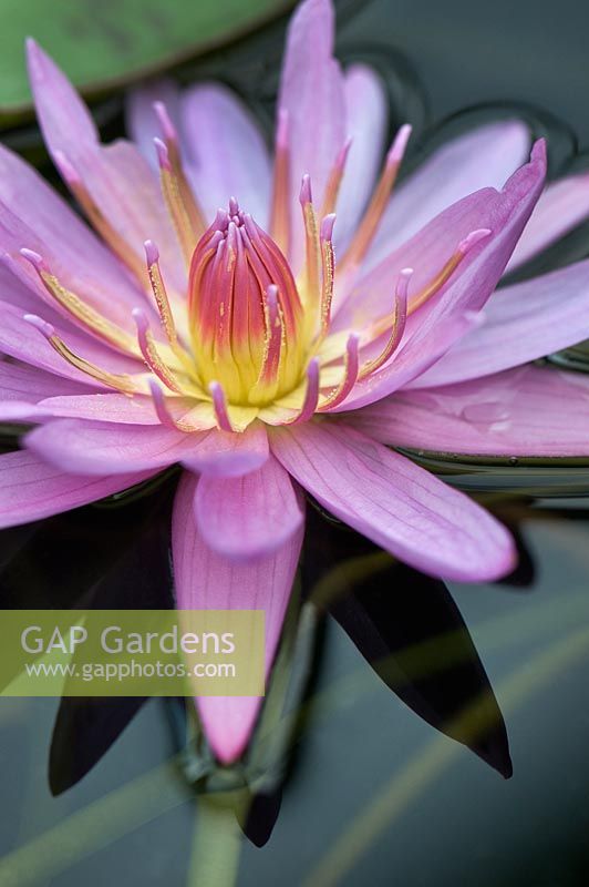 Nymphaea 'Tropical Pink' - Waterlily


