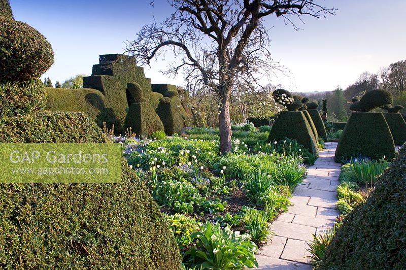 Formal garden in Spring. Yorkstone path and borders of Tulipa, Myosotis -  Forget-me-nots and Taxus - Yew topiary. Great Dixter Sussex, UK 