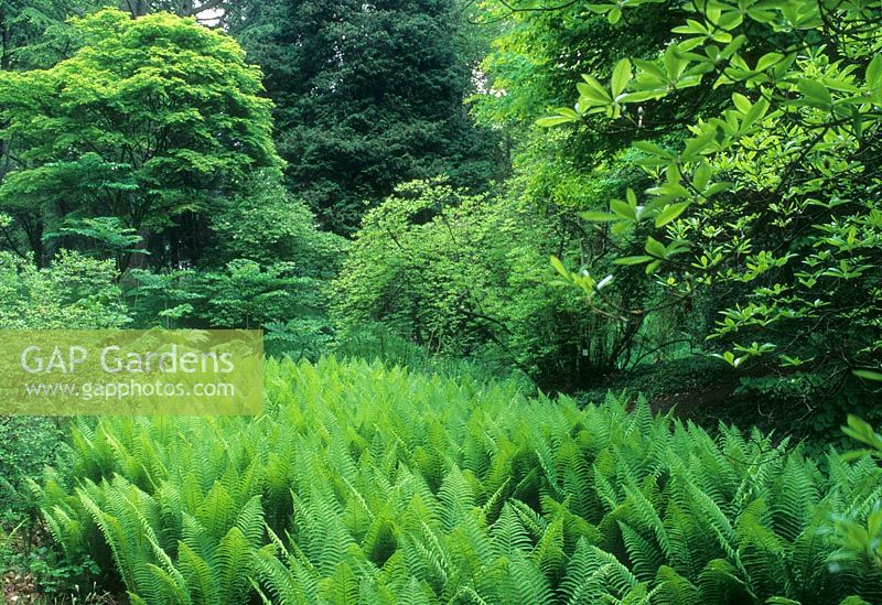 Ferns en masse in shady woodland glade. Bois de Moutiers, France