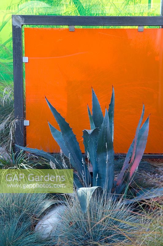 Small town garden. Planting for drought tolerance and low maintenance. Agave americana  and Festuca glauca 'Elijah Blue' in front of orange coloured perspex panel. RHS Wisley, Surrey