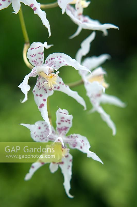 Odontioda Heatonensis x Oncidium 'Starlight' - Orchid, in glasshouse at RHS Wisley, Surrey, March