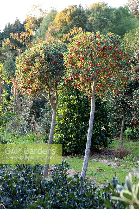 Ilex - Holly standard bushes in border at Highfield Hollies