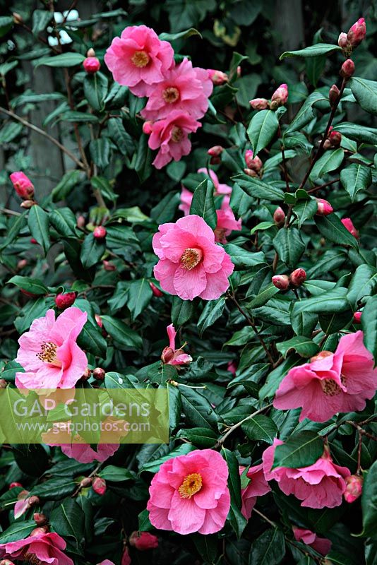 Camellia sasanqua 'Paradise Belinda'