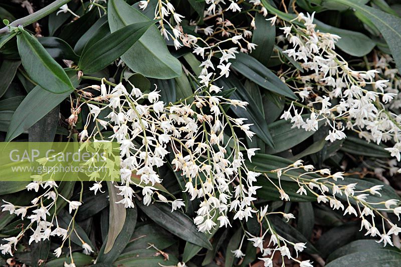 Dendrobium x delicatum album