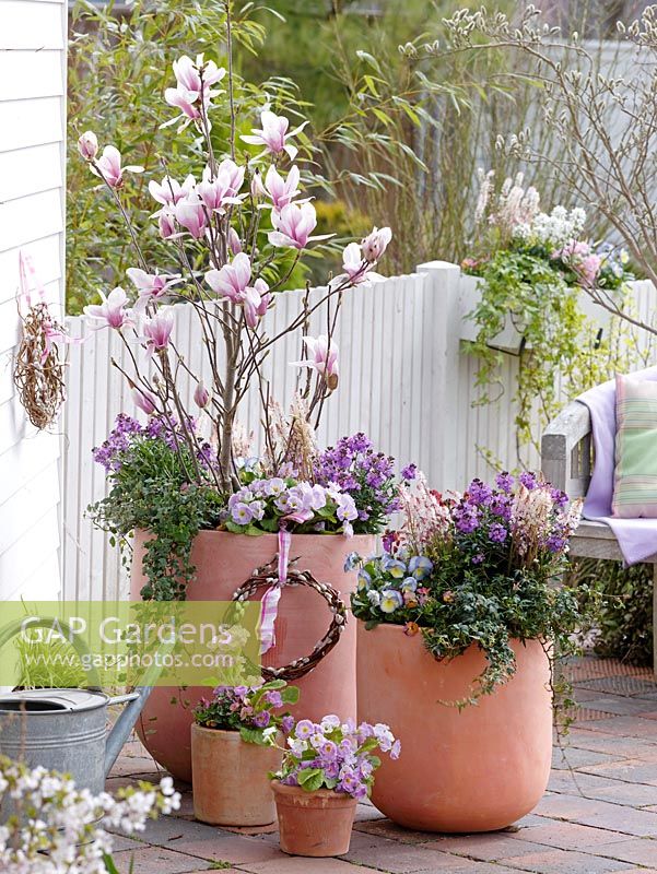 Mixed containers of Magnolia soulangeana, Erysimum Poem 'Lavender', Tiarella 'Spring Symphony', Primula acaulis, Viola 'Etain' and Hedera